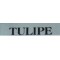 Tulipe